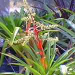 Aechmea haltonir Bromeliad