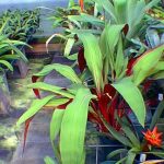 Pepina sanguinea Bromeliad