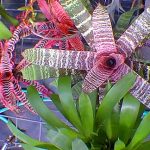Cryptanthus vonatuf variegata Bromeliad