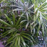 Rhapis excelsa 'Daruma'