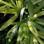 Rhapis excelsa 'Green Variegated'