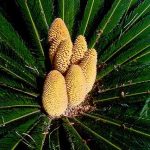 Sago Palm Multi-Coned Male