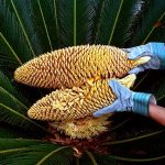 Sago Palm Pollination