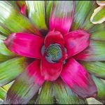 Bromeliad