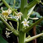 Carica papaya Female plant and flowers