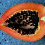Carica papaya Fruit ready to eat!