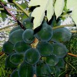 Carica papaya Female plant with fruit