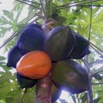 Carica papaya Fruit getting ripe