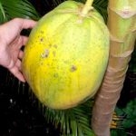 Carica papaya Fruit getting ripe
