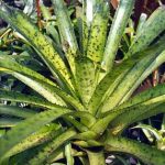 John Anderson Bromeliad