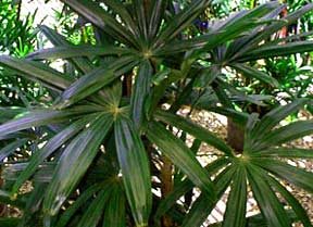 Rhapis excelsa Taking the Pups