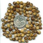Rhapis excelsa seed