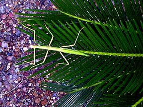 Walking Stick insect (Diapheromera femorata) on Cycas revoluta Sago Palm