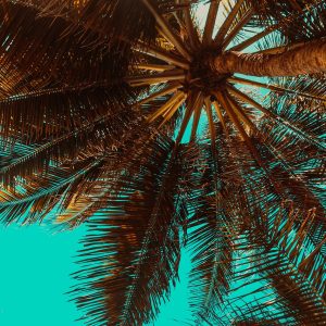 Selecting the Perfect Palm Tree Variety for Your Paradise