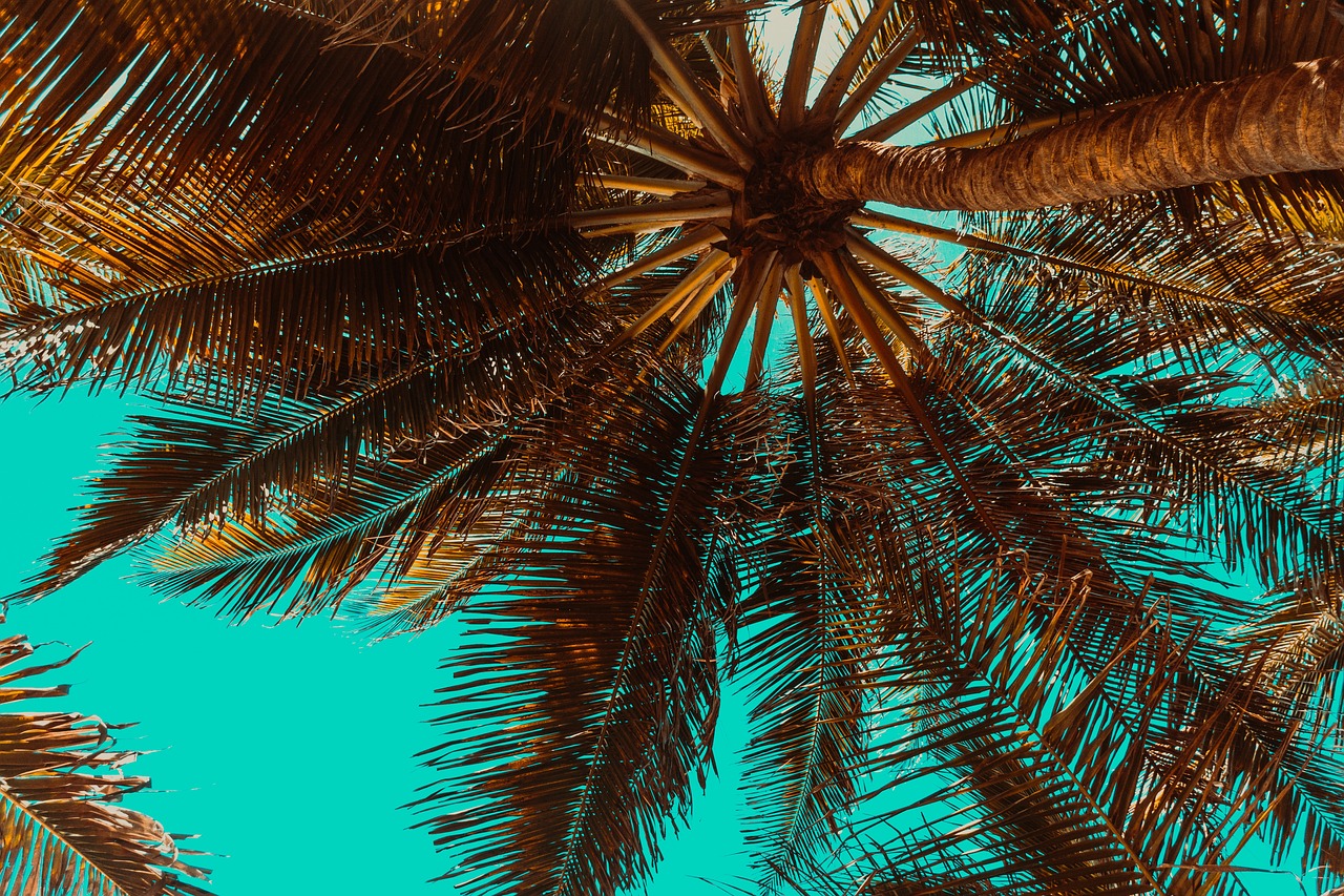 Selecting the Perfect Palm Tree Variety for Your Paradise