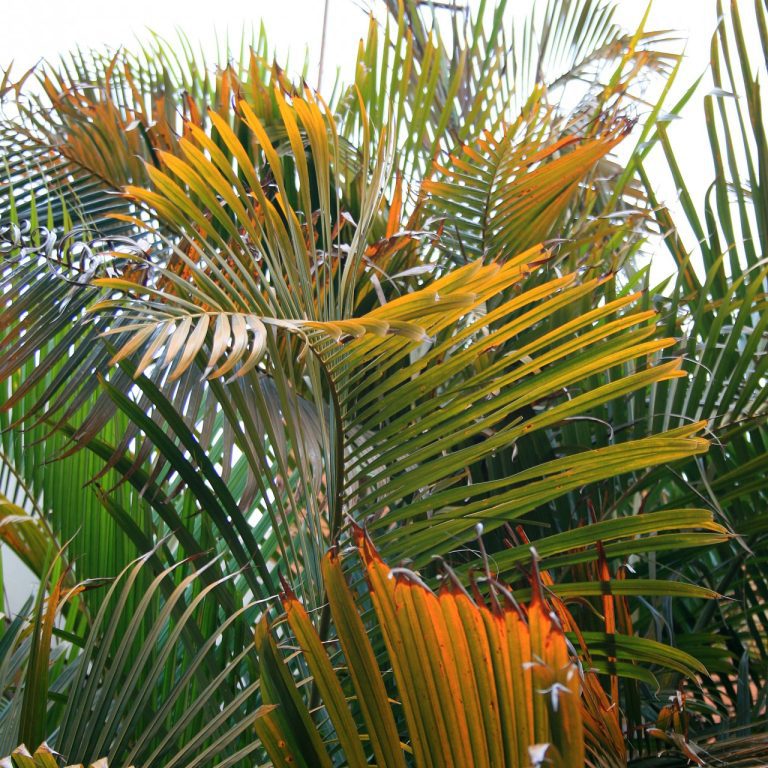Preventing and Treating Yellowing Leaves on Palm Trees Texas Riviera