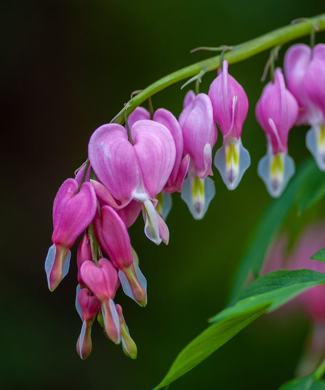 Captivating Blooms: A Guide to Bleeding Heart Flowers - Texas Riviera