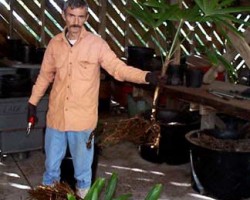 I just remove a large pup, this one has a very well developed root system as well as many new growth points (newly forming shoots) along the stolon that well someday become pups of their own. Step #5 The removal