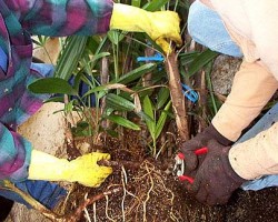 step #4
When the new shoots and roots are all exposed, we than determine where our cut will be made along the stolon, once a decision is made, we cut the pup from the main body with a sharp knife or pruning shears. Step #4 Making the final cut