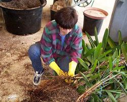 Step #2 Pulling and prying roots Step #2 Pulling and prying roots