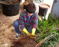 step #2
Irene is carefully and gently untangling the roots and at the same time looking for darkened roots that are unhealthy, these are removed from the plant as they serve no purpose. Step #2 Pulling and prying roots