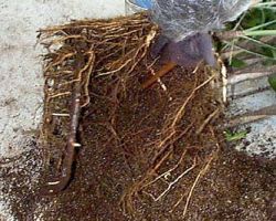 step #1 Cleaning soil from around root ball. step #1 Cleaning soil from around root ball.
