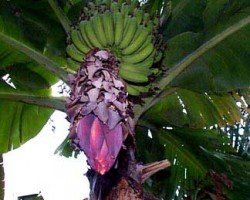 Truly a small banana that grows only 6 to 8 feet and produces tasty 5" sweet yellow fruit. We had a crop of 140 bananas, six months after planting one from a one gallon pot! this year we have had 3 plants flower and produce fruit from the pups of the mother plant. Musa acuminata "Dwarf Cavendish"