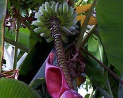 This banana can grow to 16 feet and produces a delicious banana that can be eaten cooked or fresh. The plant has a blueish green coloration on the undersides of the leaves and the fruit is silvery blue in color before ripening, then turning pale velvet yellow. Musa xparadisiaca 'blue java' "Ice Cream Banana"
