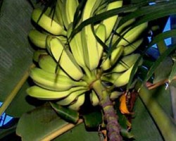 Musa orinoco is one of the most planted bananas along the Gulf Coast. It is quit hardy and very easy to grow. Fruit can be eaten raw or cooked. Plant grows to about 18 feet and with plenty of water and fertilizer, can produce fruit every year with the right growing conditions. Musa xparadisiaca 'Horse Banana' Orinoco