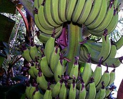 Truly a small banana that grows only 6 to 8 feet and produces tasty 5" sweet yellow fruit. We had a crop of 140 bananas, six months after planting one from a one gallon pot! this year we have had 3 plants flower and produce fruit from the pups of the mother plant. Musa acuminata "Dwarf Cavendish"