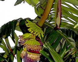 Mysore is a very attractive plant that has a brown, patchy colored trunk, green leaves, with a redish coloration on the midrib, and a light pinkish waxy coating on the undersides of the leaves. The fruit is small, thin skinned and sweet. This Banana is wind resistant and can grow to 18 feet. Musa xparadisiaca 'mysore'