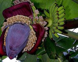 Musa xparadisiaca 'mysore' Musa xparadisiaca 'mysore'