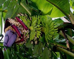 Mysore inflorescences, showing male flowers and the female proto bananas.
Mysore is a very attractive plant that has a brown, patchy colored trunk, green leaves, with a redish coloration on the midrib, and a light pinkish waxy coating on the undersides of the leaves. The fruit is small, thin skinned and sweet. This Banana is wind resistant and can grow to 18 feet. Musa xparadisiaca 'mysore'
