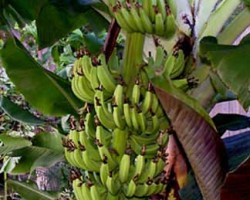 Truly a small banana that grows only 6 to 8 feet and produces tasty 5" sweet yellow fruit. Likes lots of water and fertilizer and it grows fast! Musa acuminata "Dwarf Cavendish"